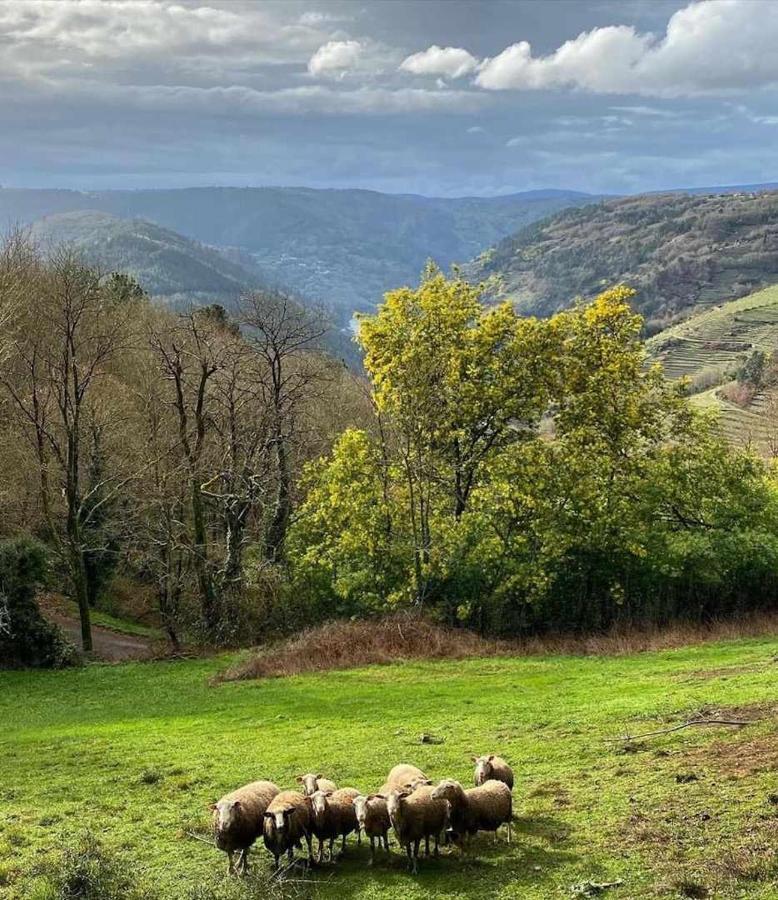 Casa Das Xacias Ribeira Sacra A Airoa  Ngoại thất bức ảnh